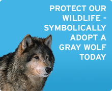 Adopt a gray wolf